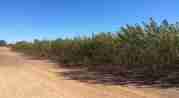 Bushland Weed Management